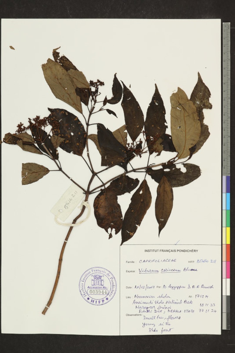 Viburnum coriaceum photo 6