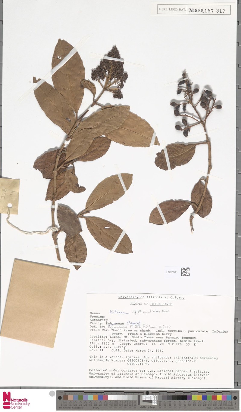 Viburnum cornutidens