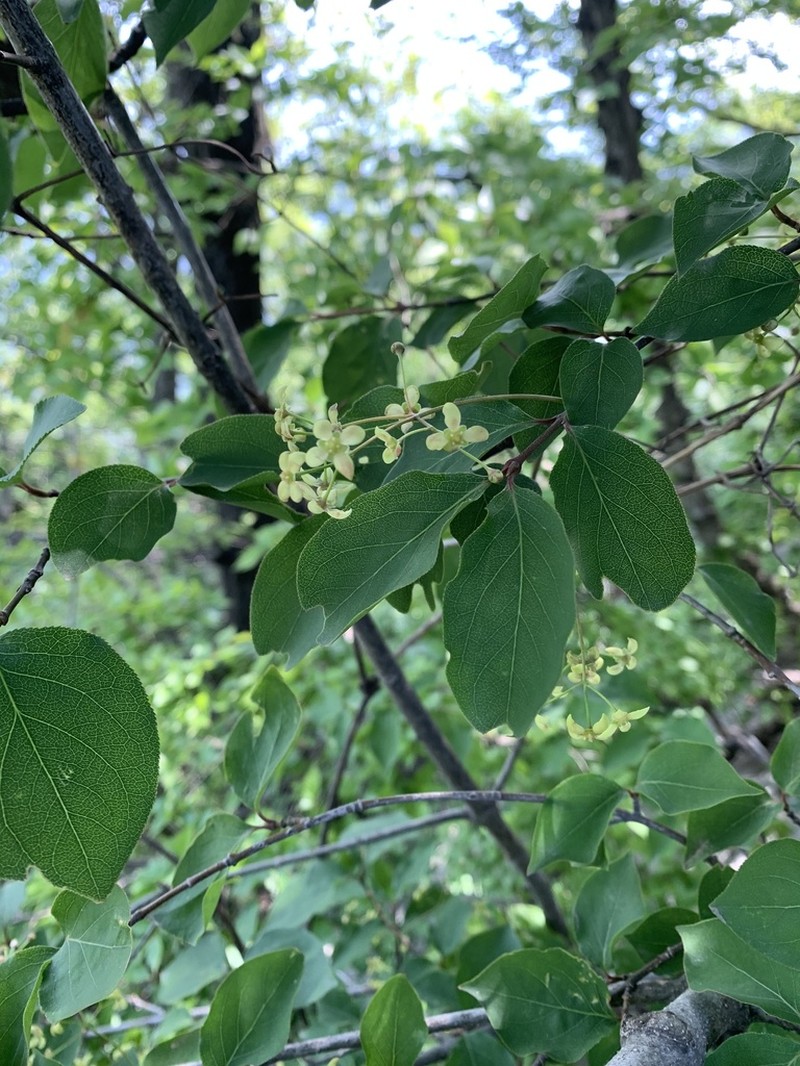 Viburnum corylifolium photo 2