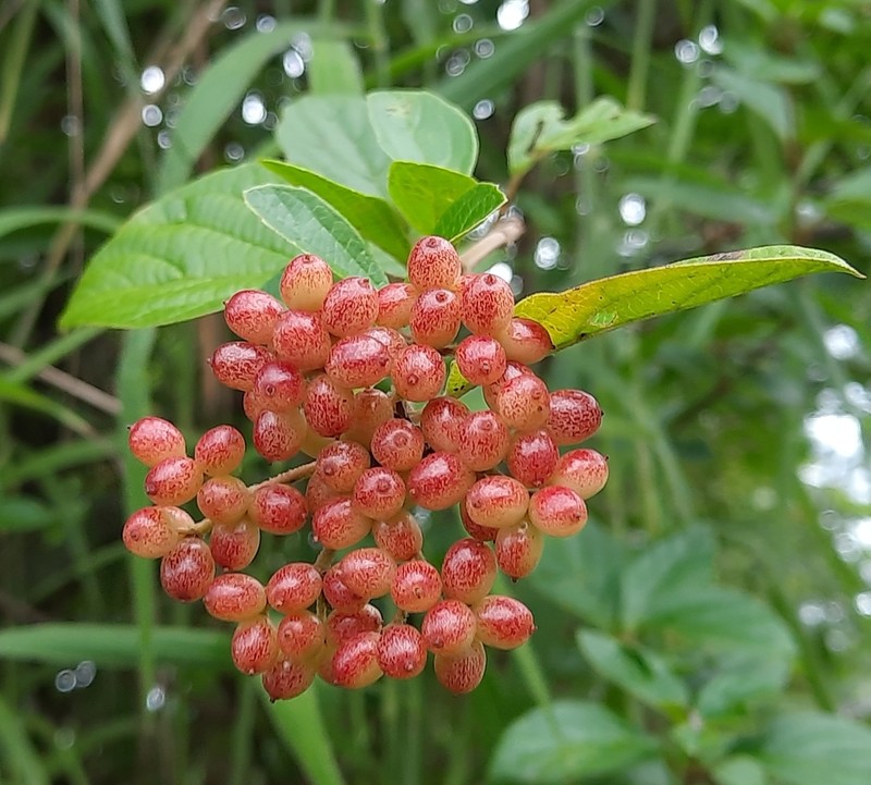 Viburnum corylifolium photo 3
