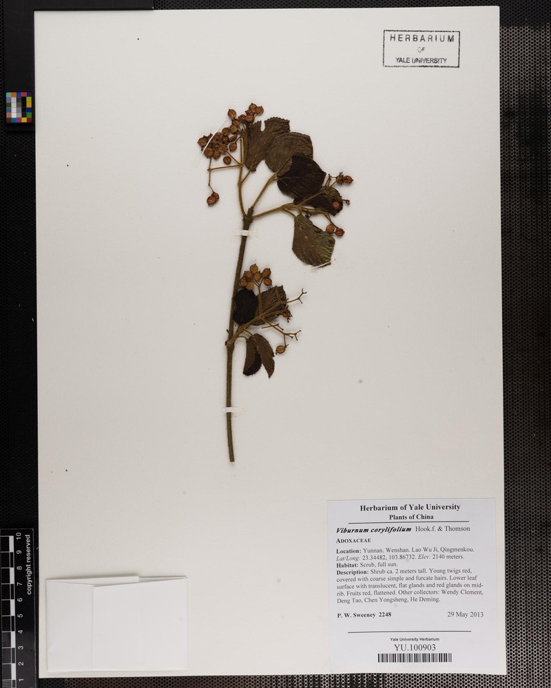 Viburnum corylifolium photo 4