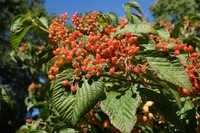 Viburnum corylifolium