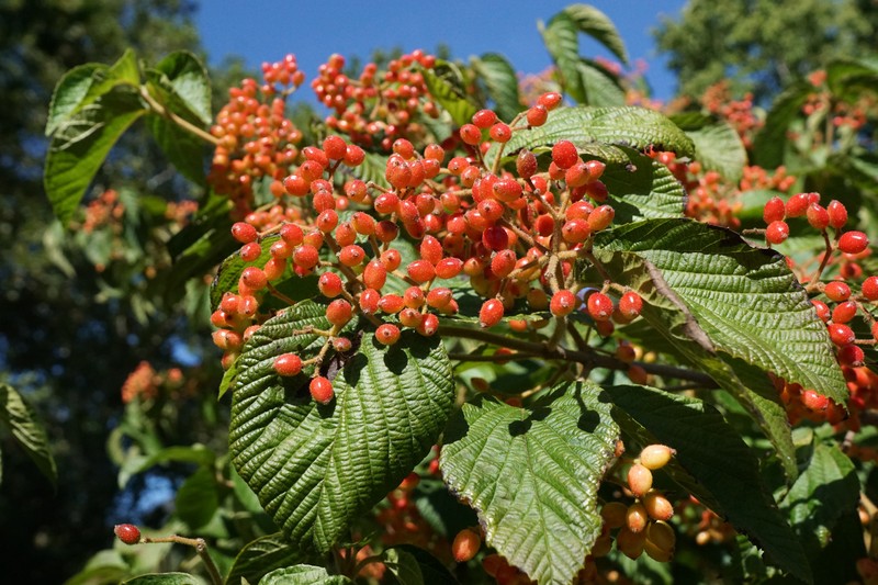 Viburnum corylifolium