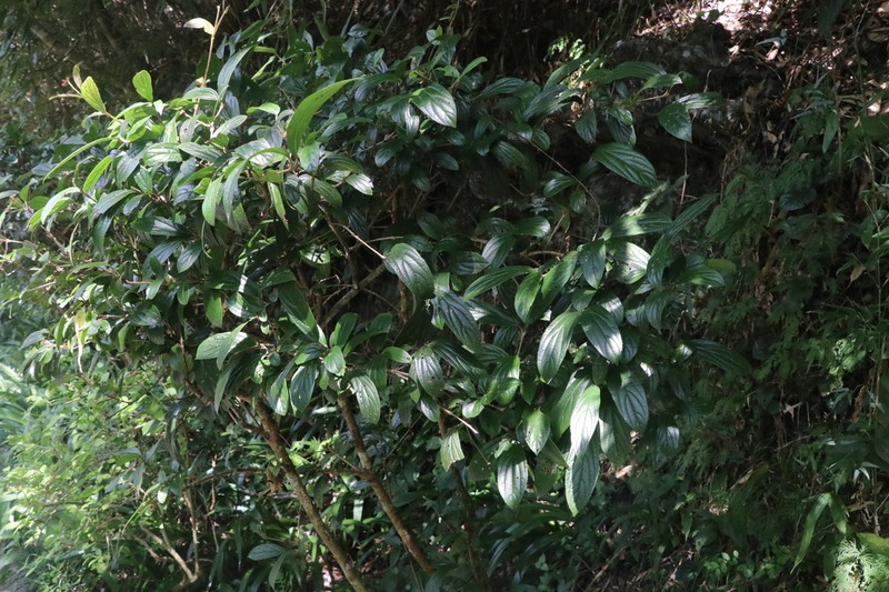 Viburnum corymbiflorum