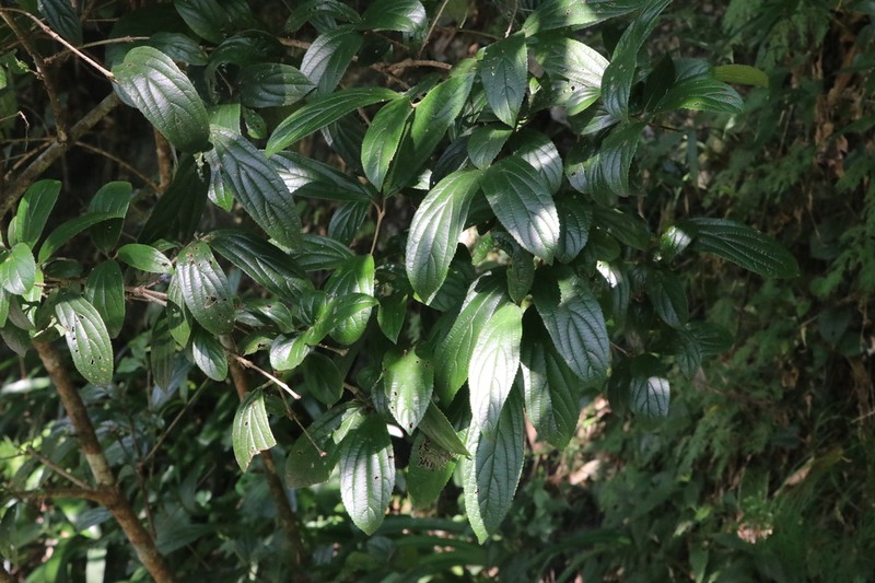 Viburnum corymbiflorum photo 2