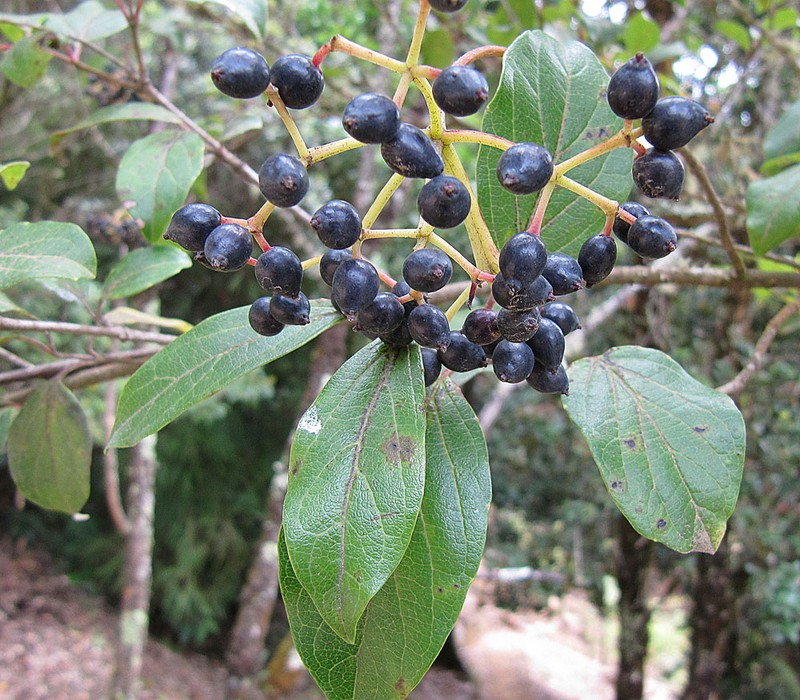 Viburnum costaricanum