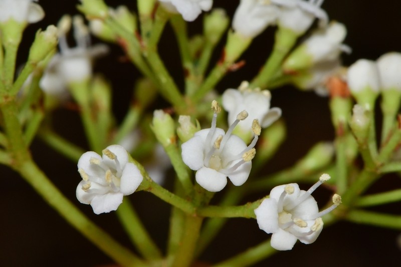 Viburnum costaricanum photo 2