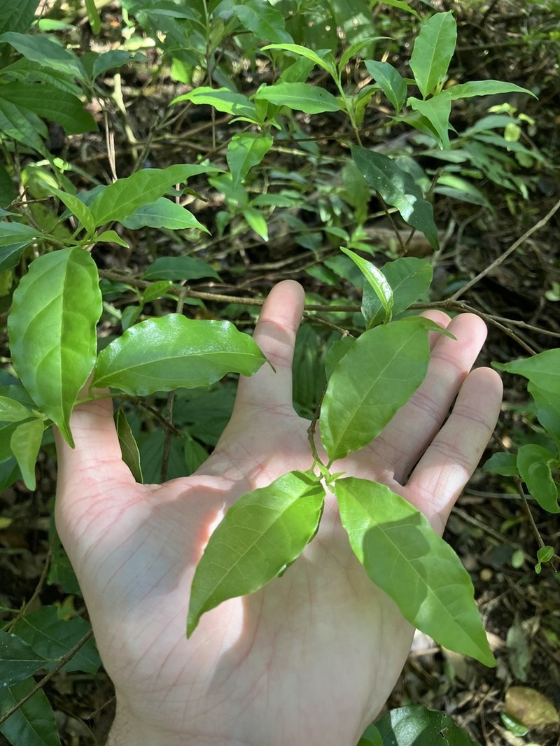 Viburnum costaricanum photo 3