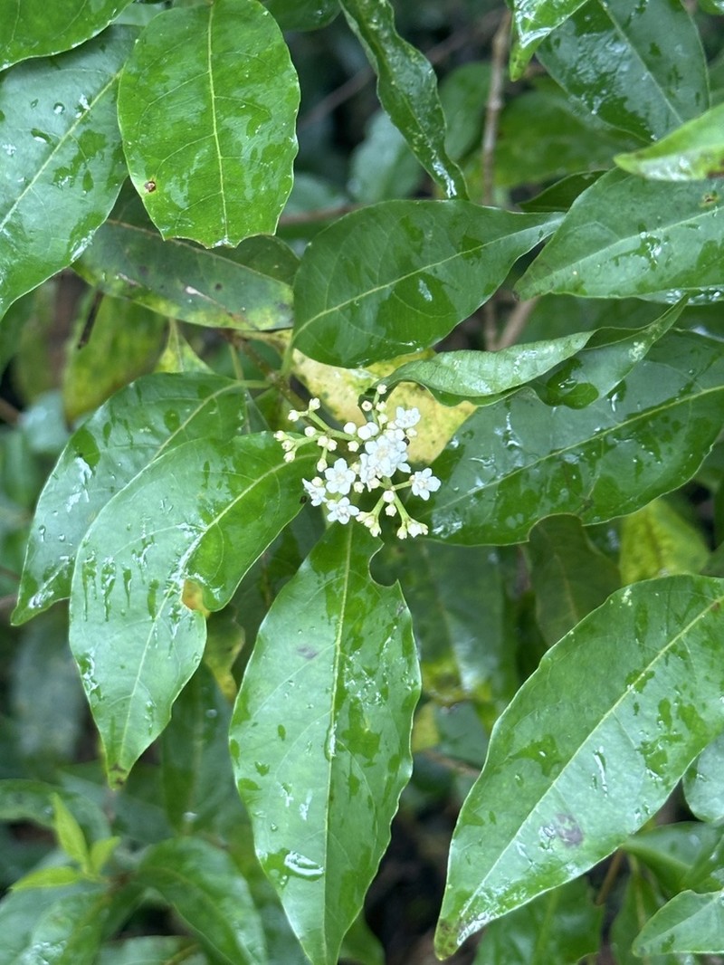 Viburnum costaricanum photo 4