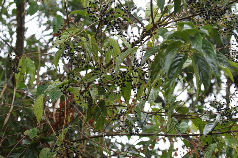 Viburnum costaricanum photo 5