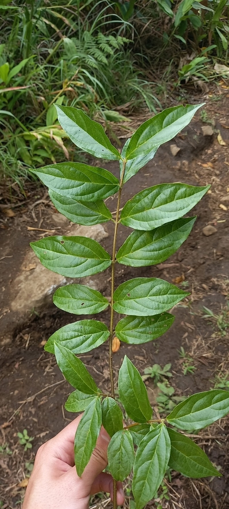 Viburnum costaricanum photo 6