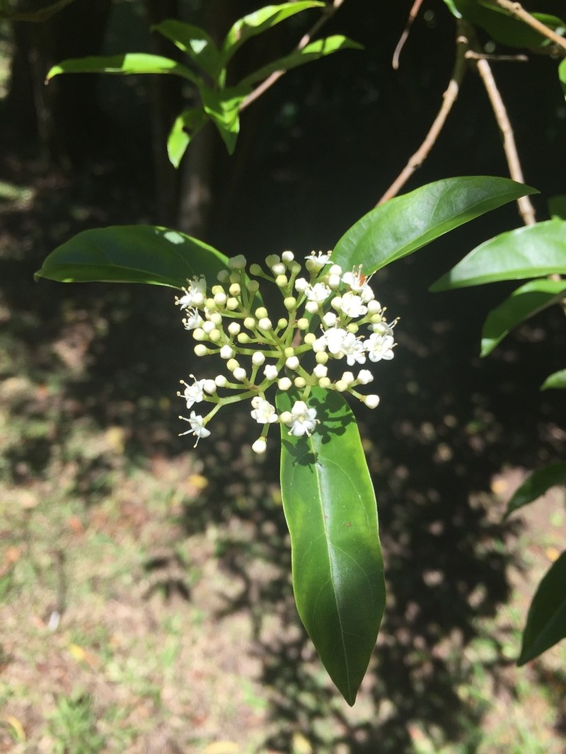 Viburnum costaricanum photo 7