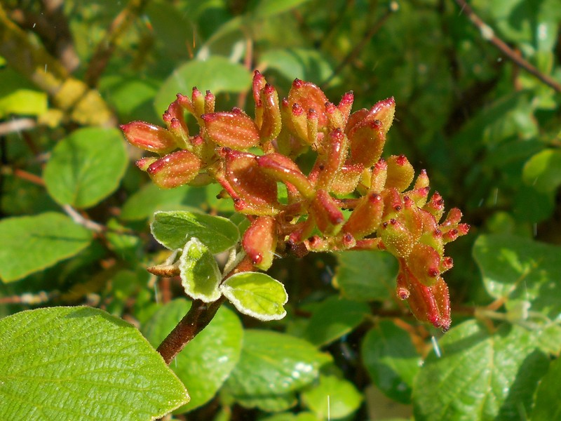Viburnum cotinifolium