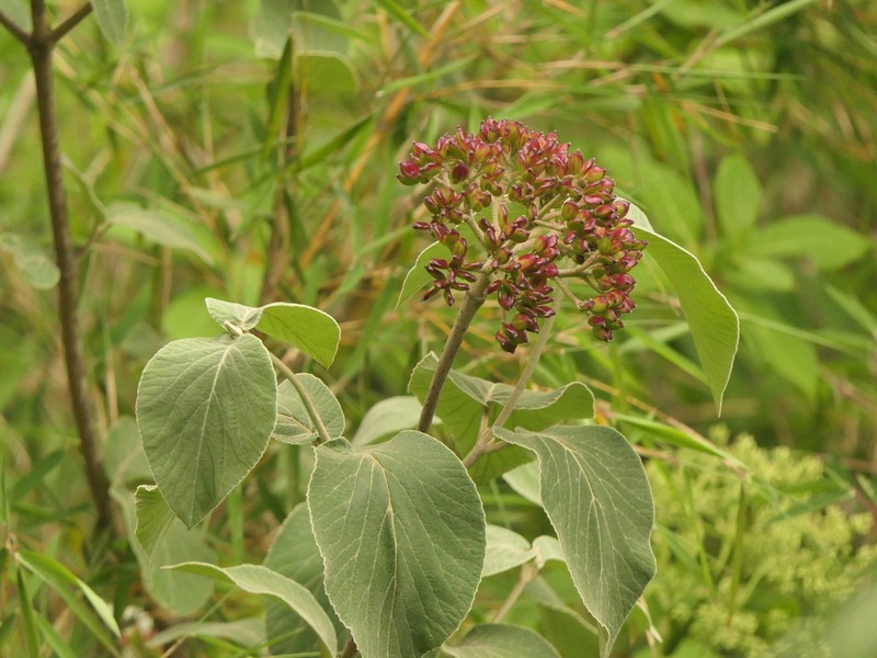 Viburnum cotinifolium photo 2