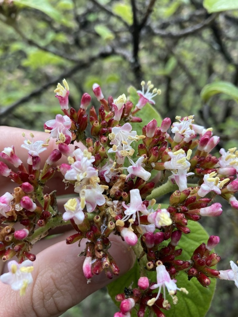 Viburnum cotinifolium photo 3