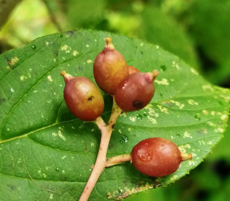 Viburnum cotinifolium photo 4