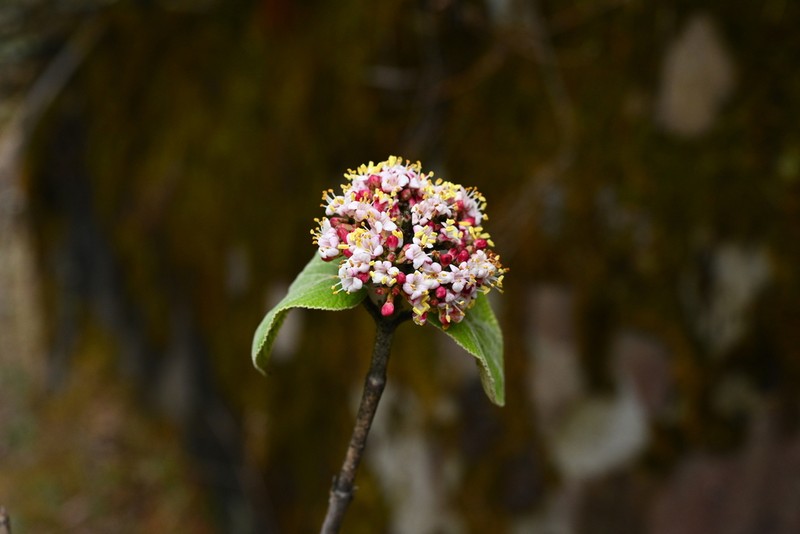 Viburnum cotinifolium photo 5