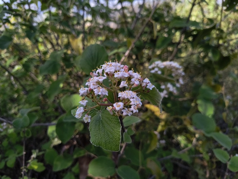 Viburnum cotinifolium photo 6
