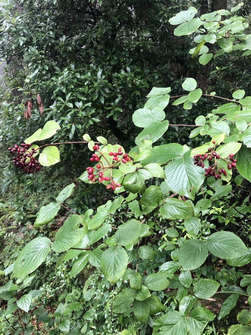 Viburnum cotinifolium photo 7