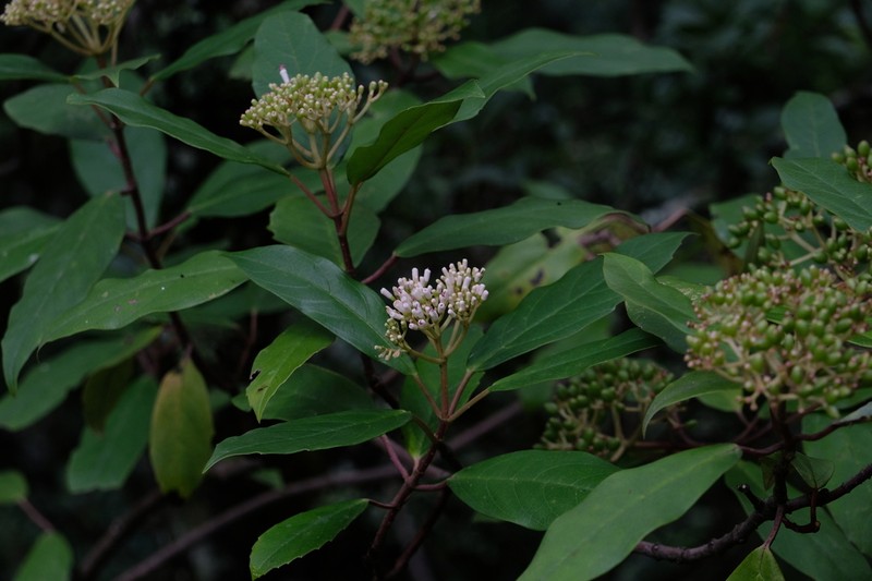 Viburnum cylindricum