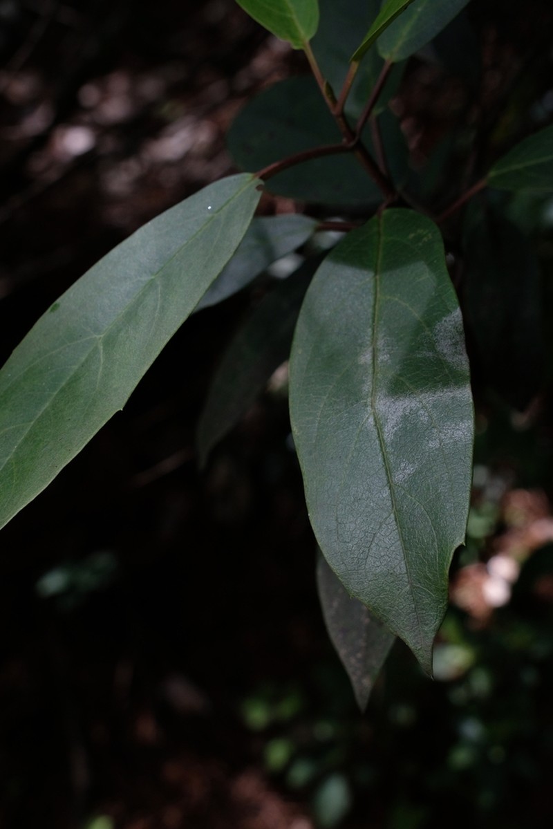 Viburnum cylindricum photo 2
