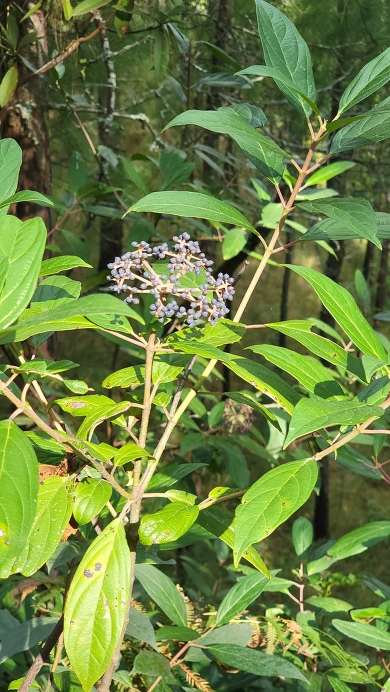 Viburnum cylindricum photo 3