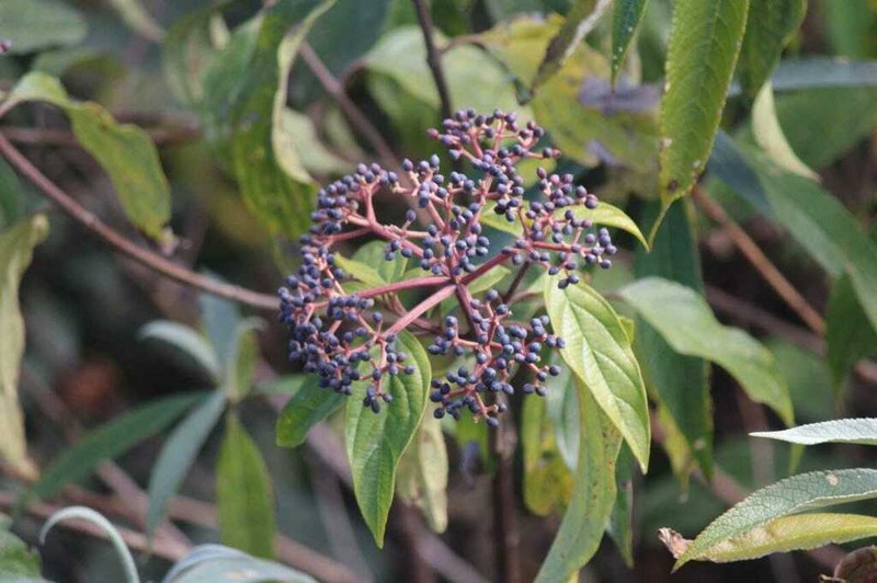 Viburnum cylindricum photo 4