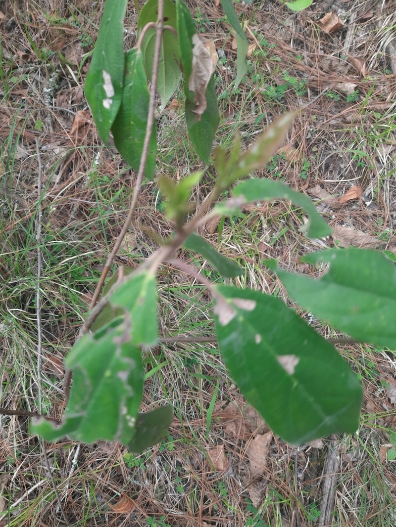 Viburnum cylindricum photo 5