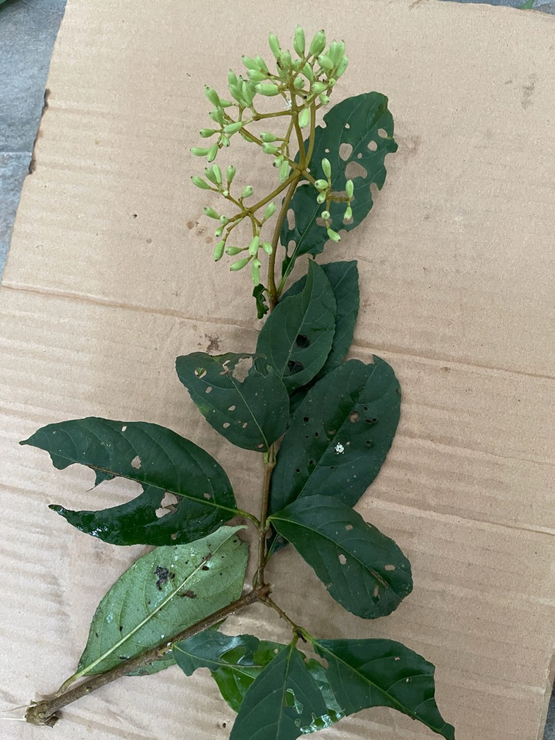 Viburnum cylindricum photo 6