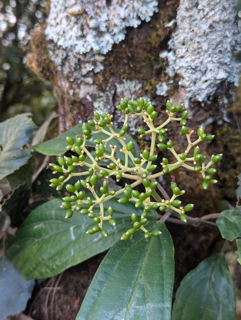Viburnum cylindricum photo 7