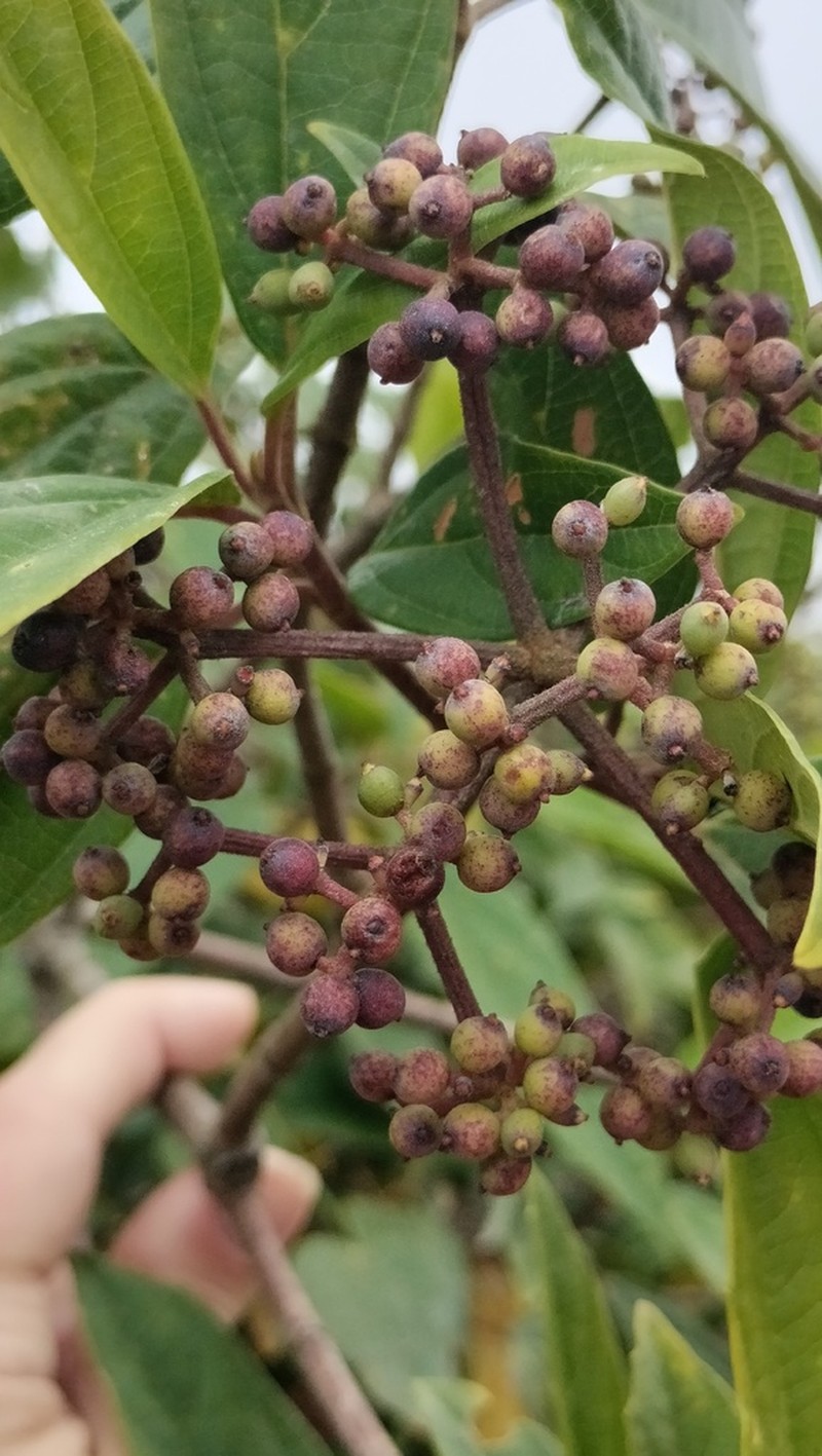 Viburnum cylindricum photo 8