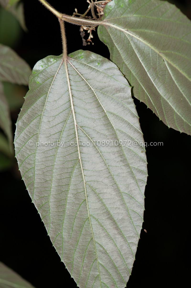 Viburnum dalzielii