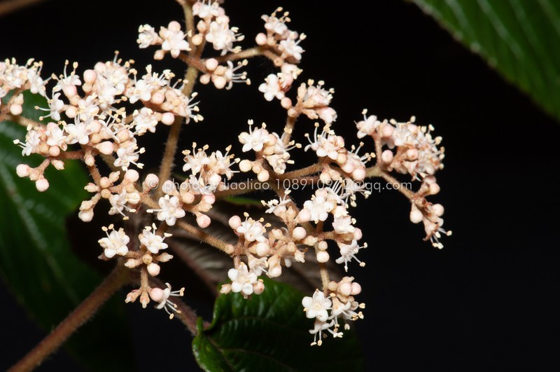 Viburnum dalzielii photo 2