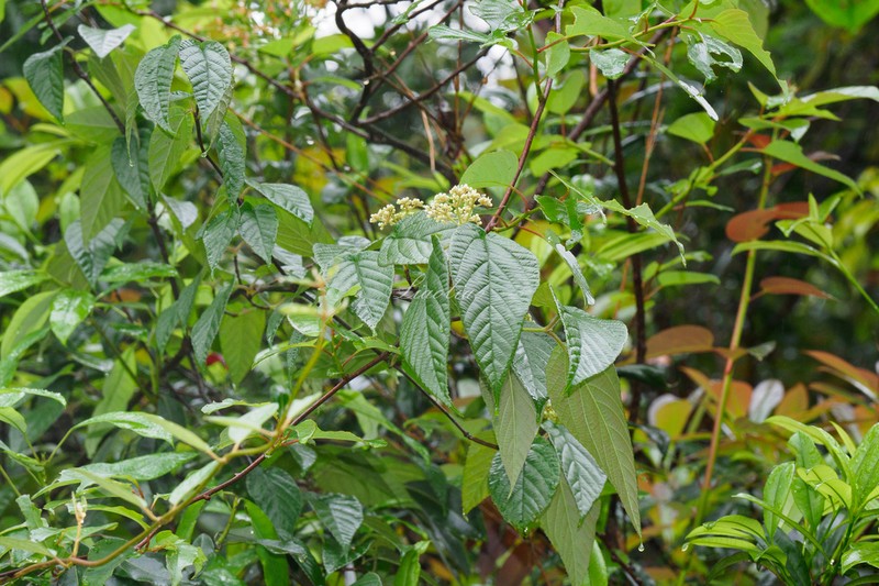 Viburnum dalzielii photo 3