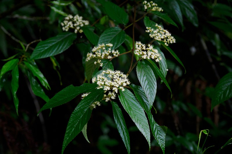 Viburnum dalzielii photo 4
