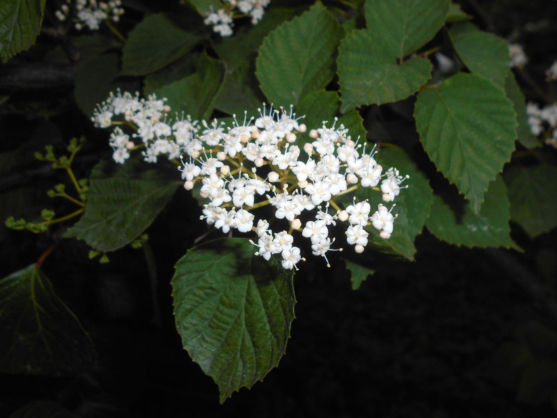Viburnum dasyanthum
