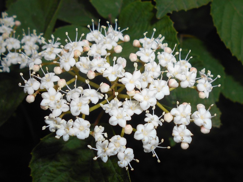 Viburnum dasyanthum photo 2