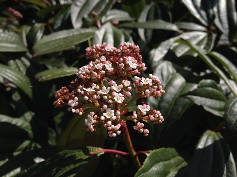 Viburnum davidii photo 2