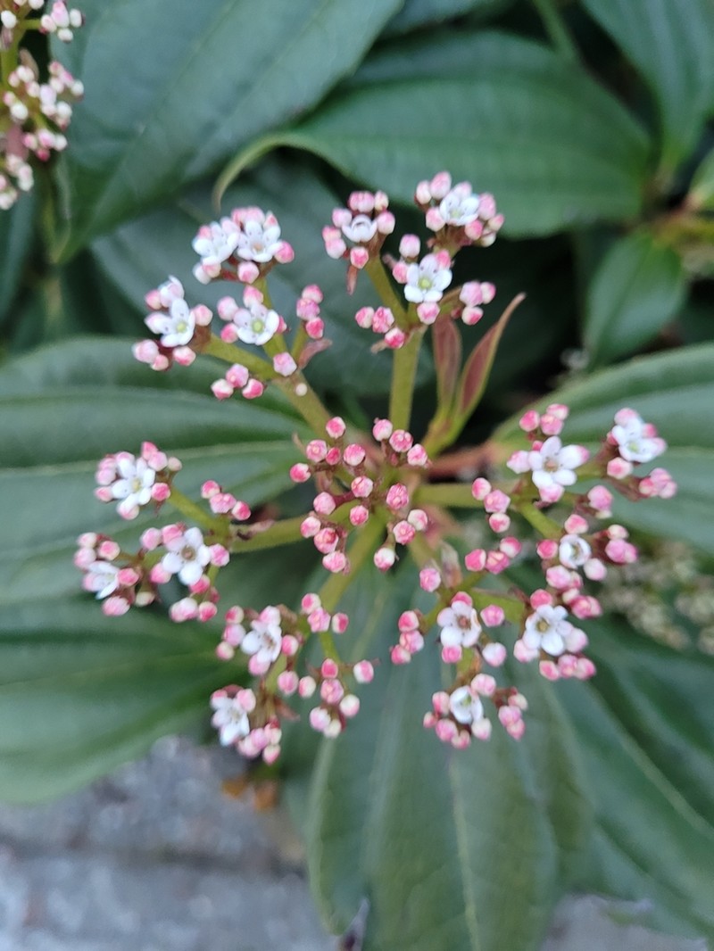Viburnum davidii photo 3