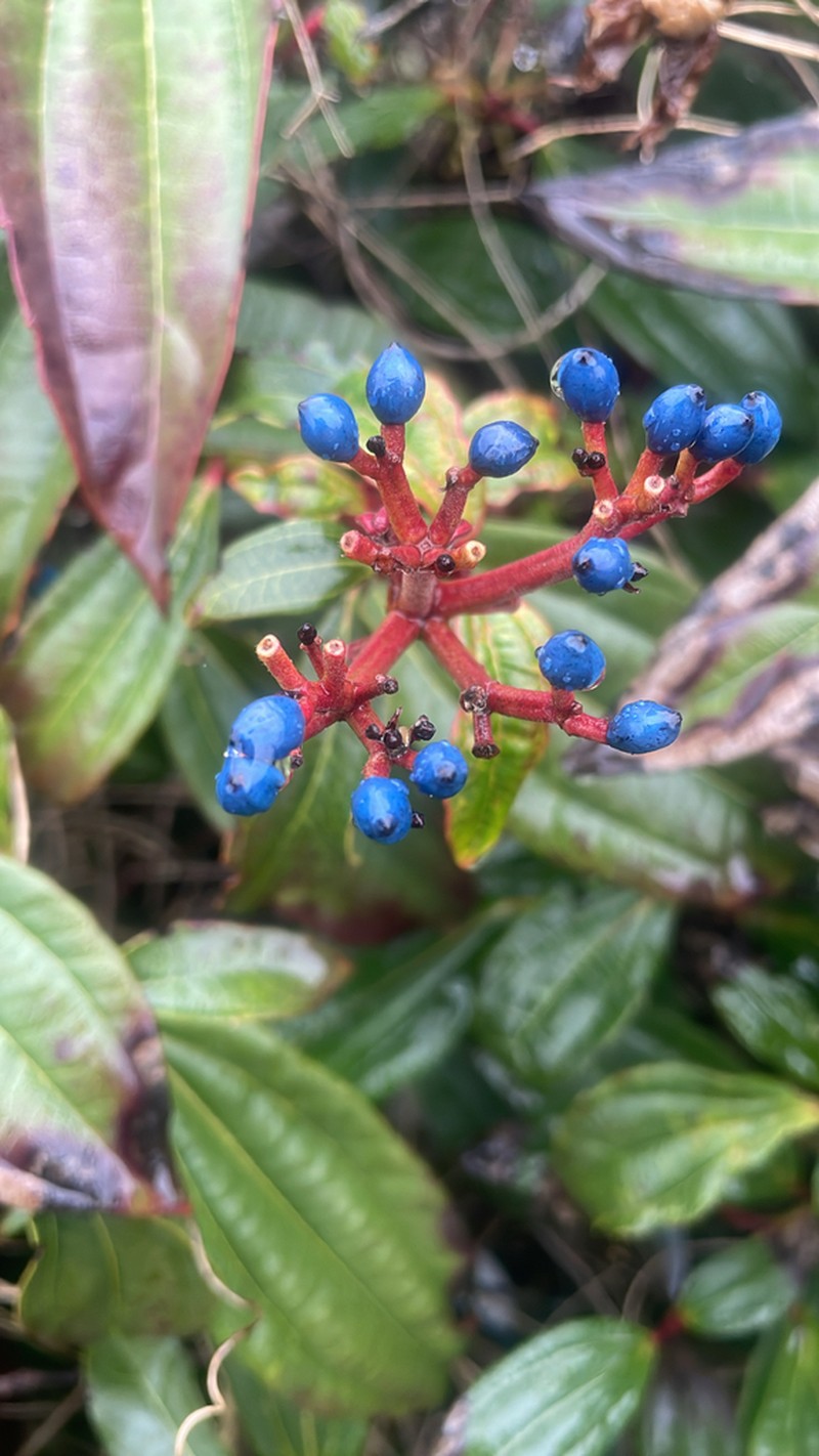Viburnum davidii photo 5