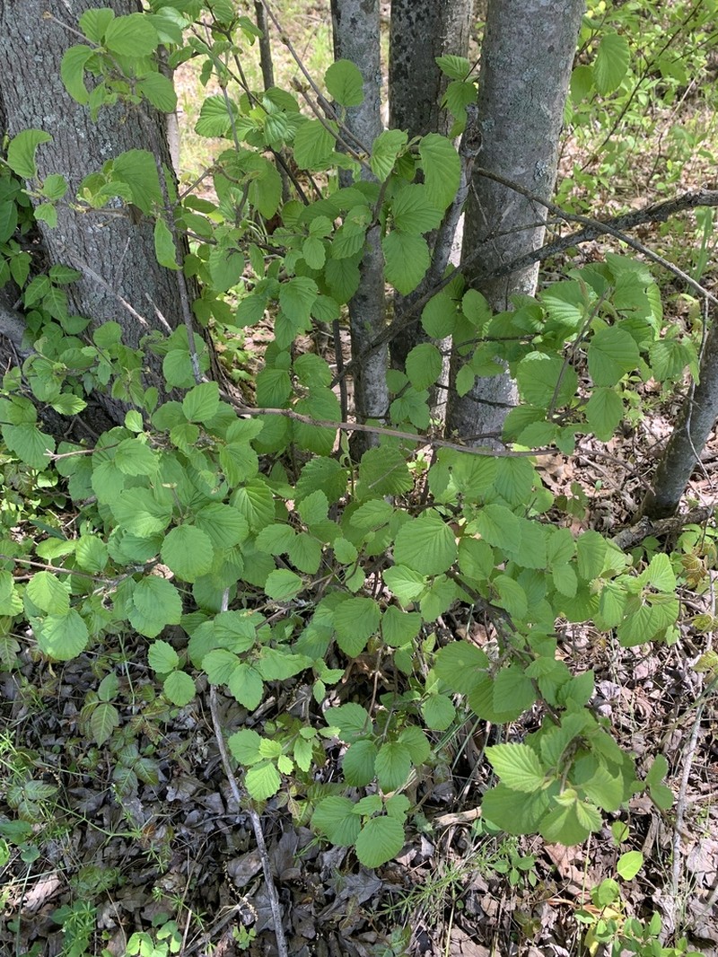Viburnum deamii