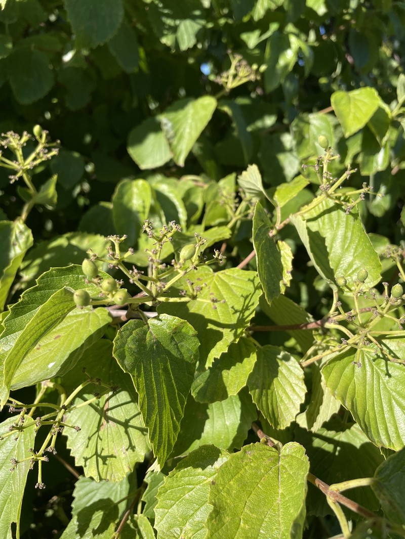 Viburnum deamii photo 6