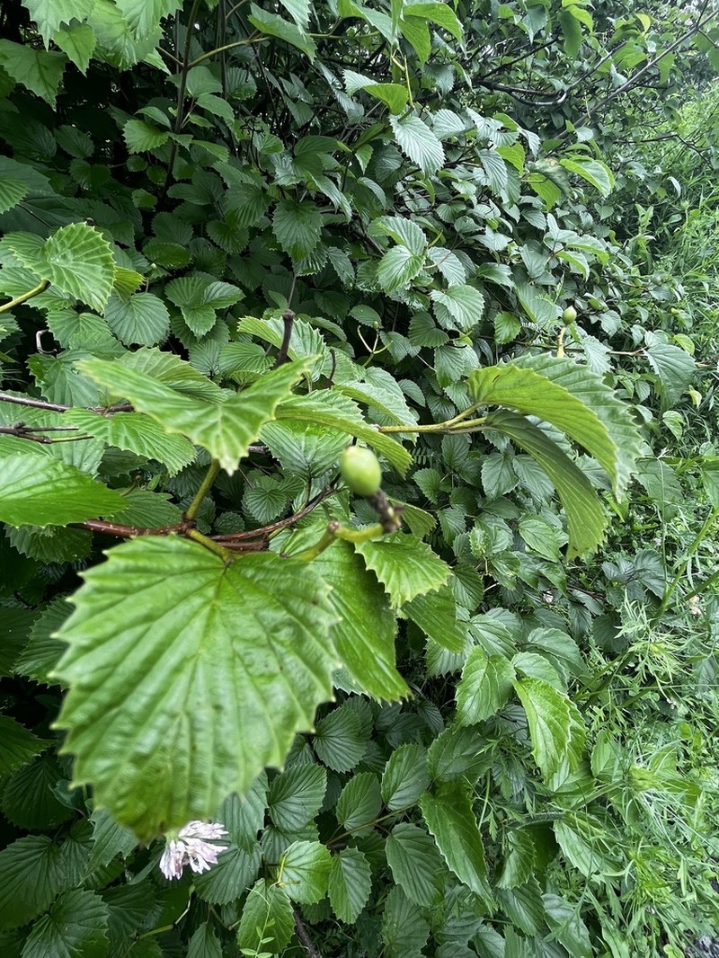 Southern Arrowwood photo 2