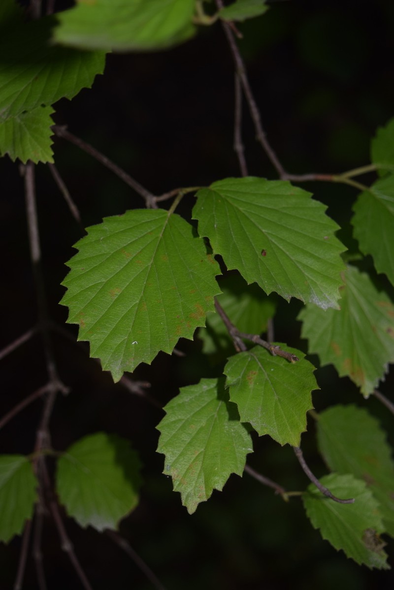Southern Arrowwood photo 6