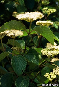 Southern Arrowwood