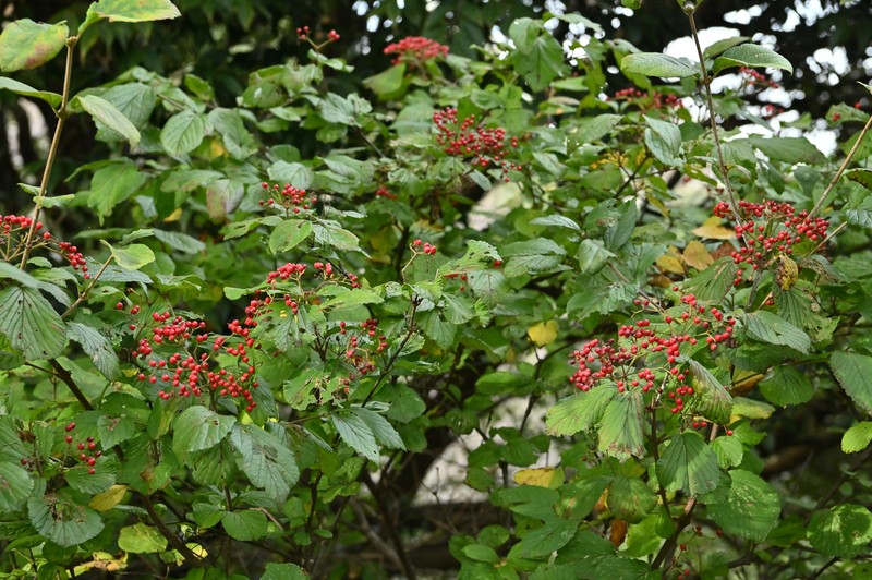 Linden Arrowwood photo 6