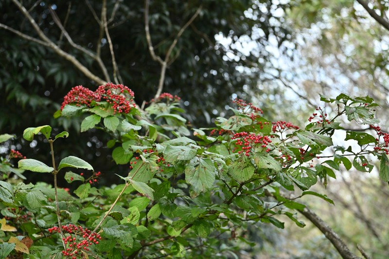 Linden Arrowwood photo 3