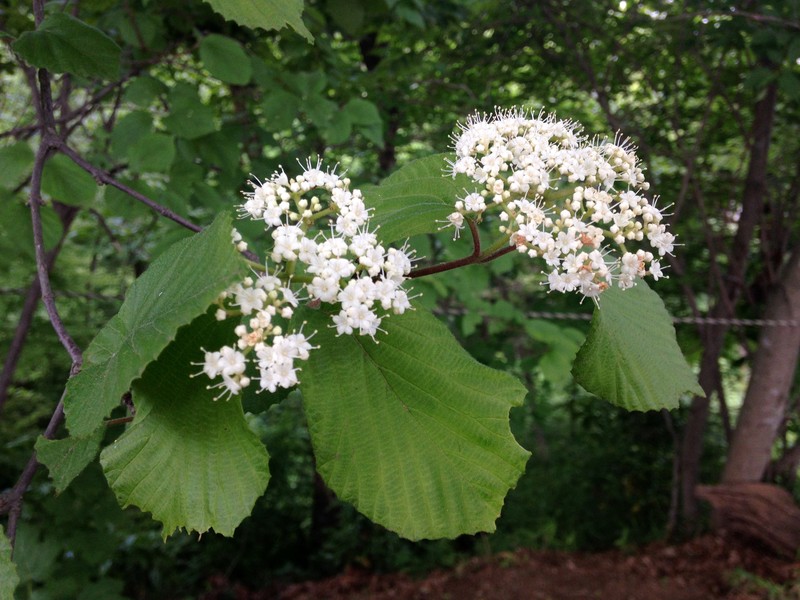 Linden Arrowwood photo 8