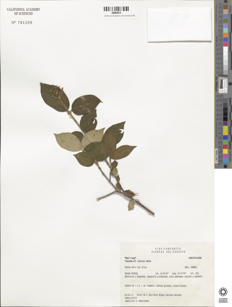 Viburnum discolor