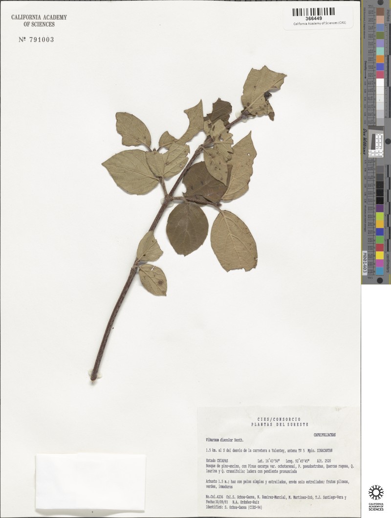 Viburnum discolor photo 2
